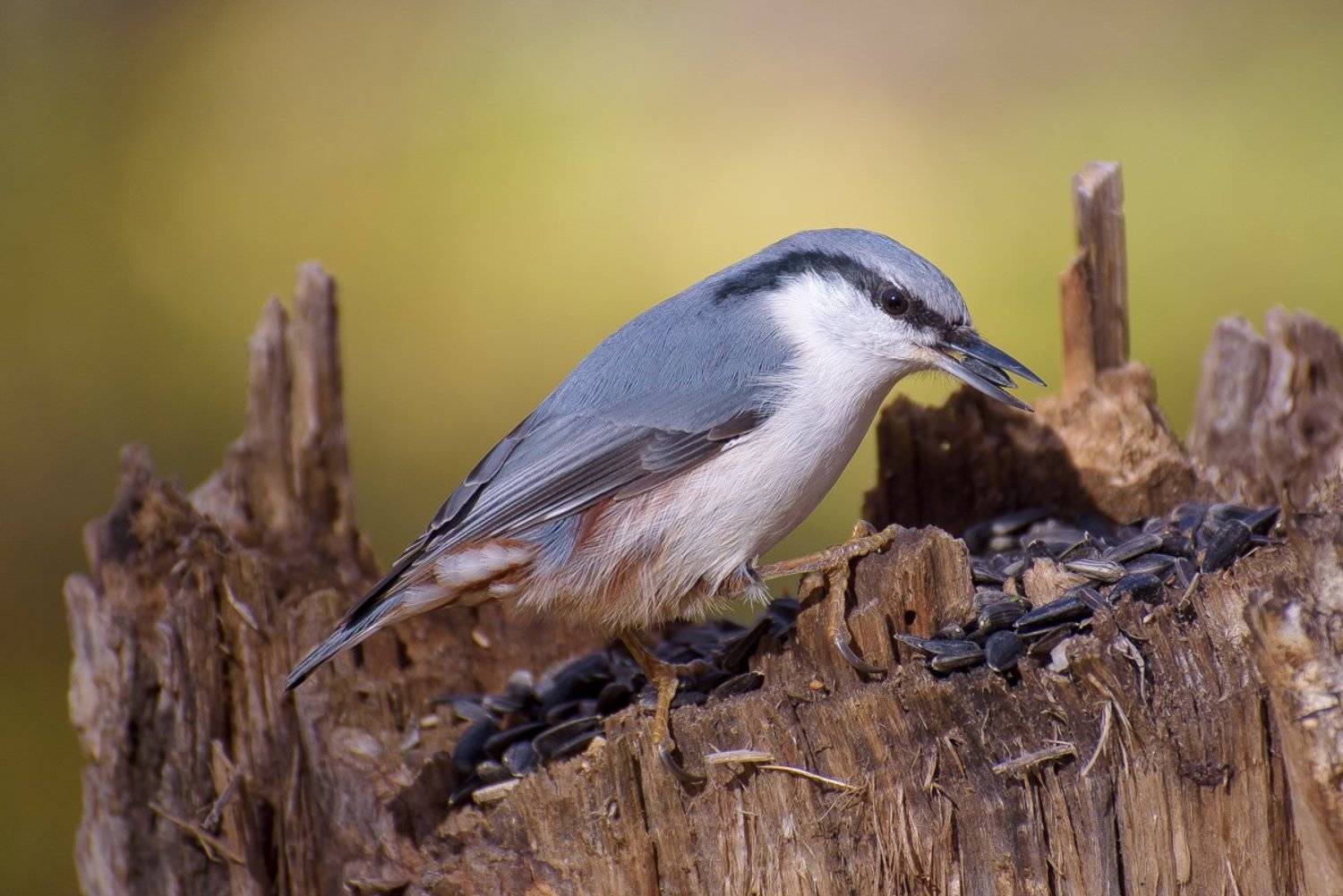 , Кузнецов Дмитрий