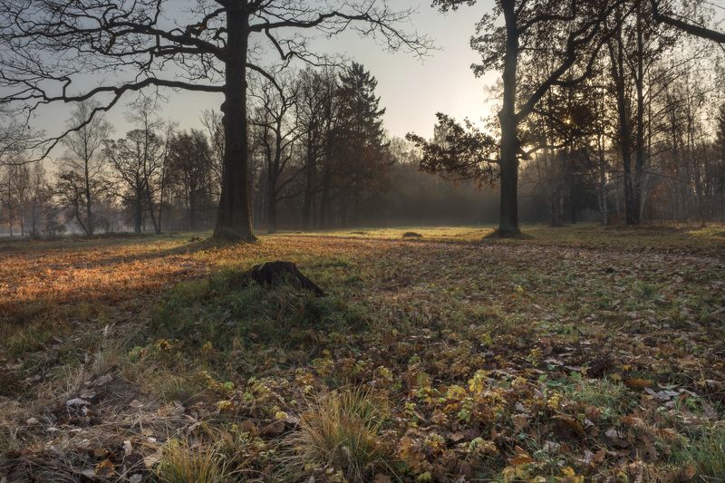 Утро в Баболовском парке фото превью