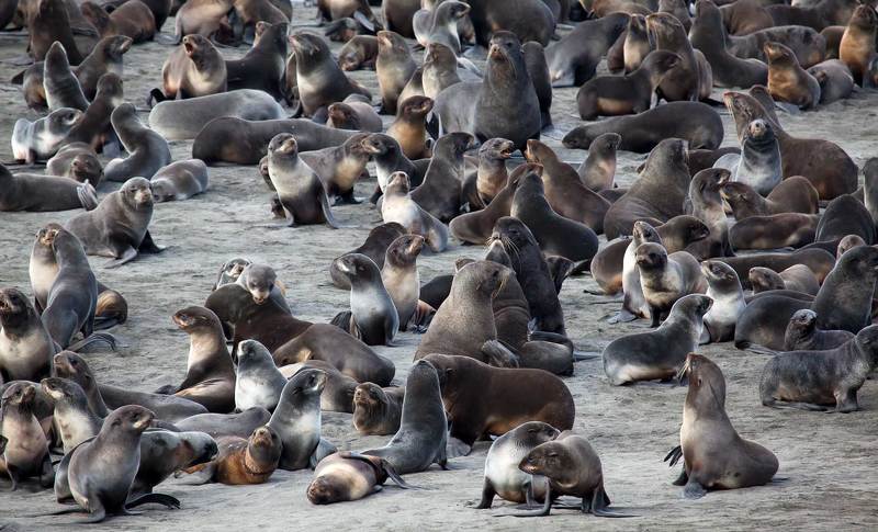 Лежбище фото превью