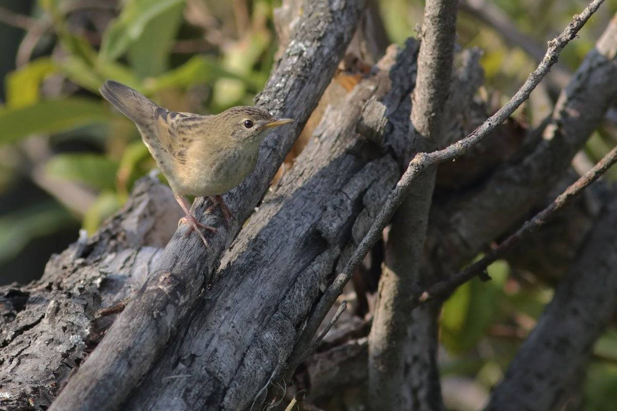 сверчок пятнистый, Алексей