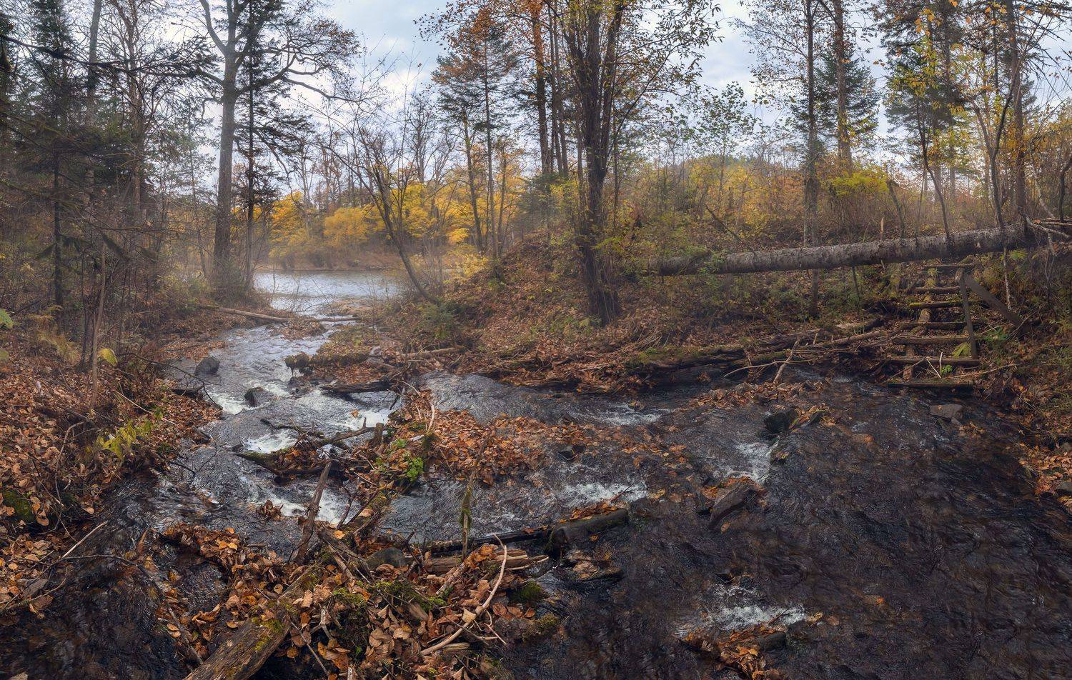 , Шинкарева Елена