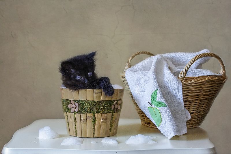 - Ну как объяснить этим глупым людям, что черного котенка не отмыть до белого? фото превью