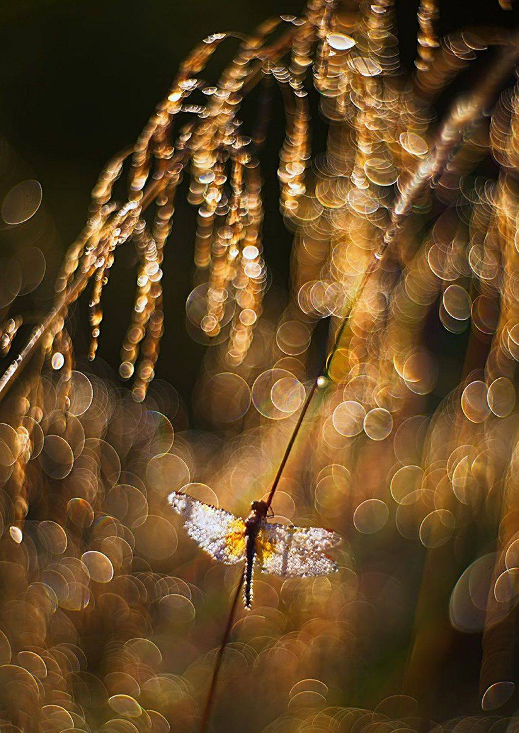 стрекоза, макро, роса, утро, природа, насекомое, боке, petzval, Елена Соловьёва