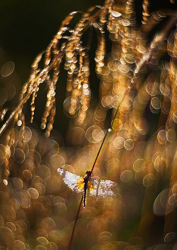 Золото утра