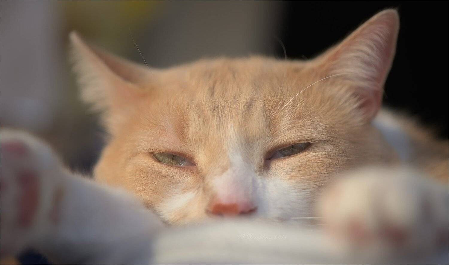 кот, осень, сон, глаза, Sergey Drobkov