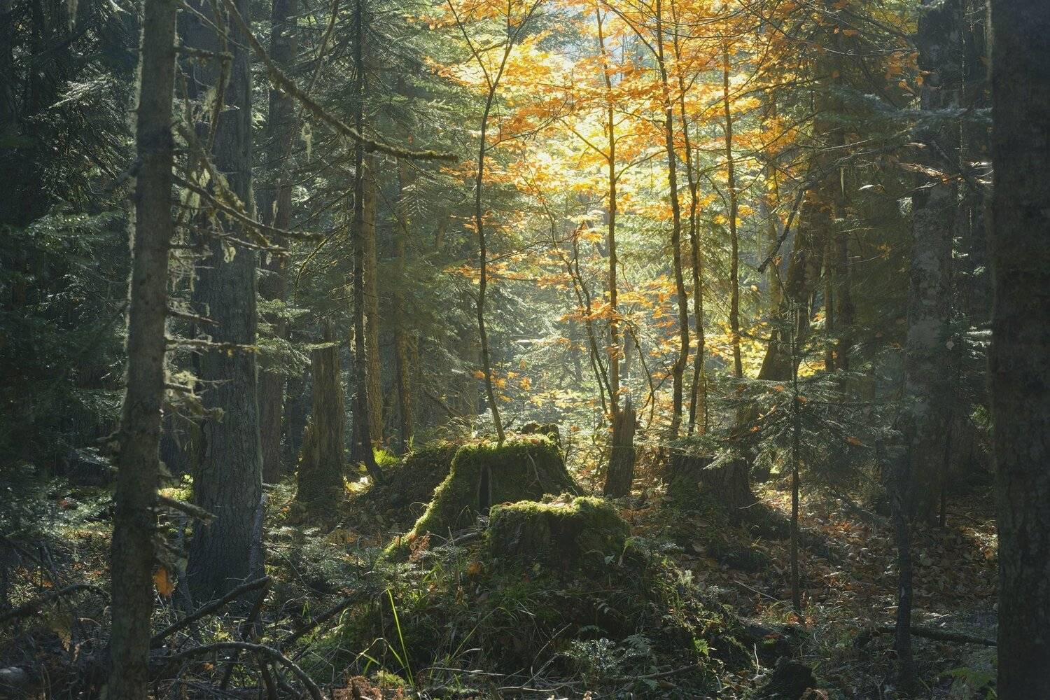 осень лес деревья листья, Александр Жарников