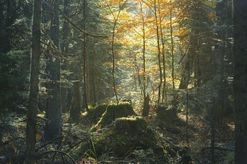 Кавказский лес