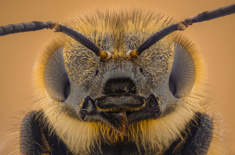 Bee фото превью