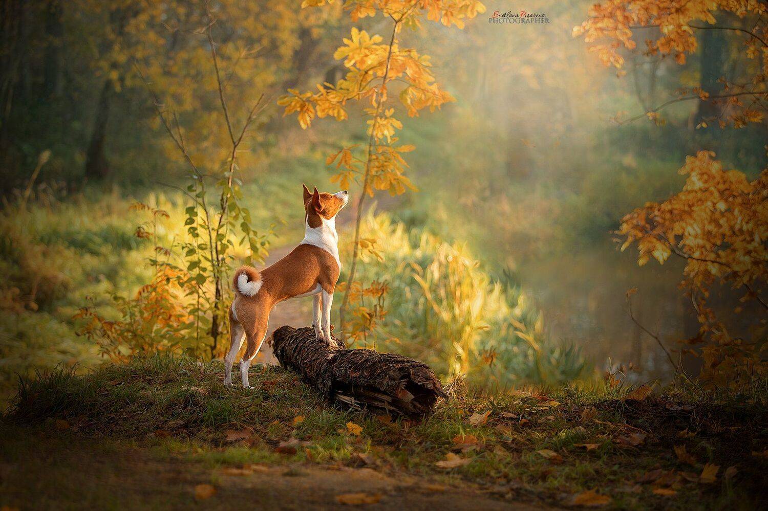 , Светлана Писарева