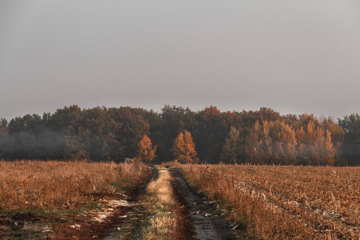 лес, утро, дорога, поле, очень, Simplici_mortE