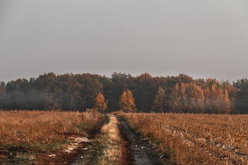 Дрёмный лес встречает рассвет...