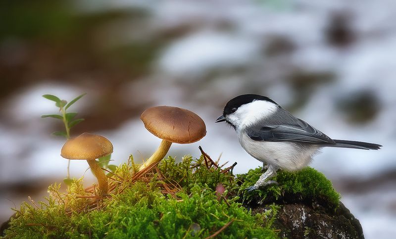 гаичка,птицы,анималистика,север,печора,коми,осень,грибы Осень не сдаётся, а ведь уже конец октября фото превью