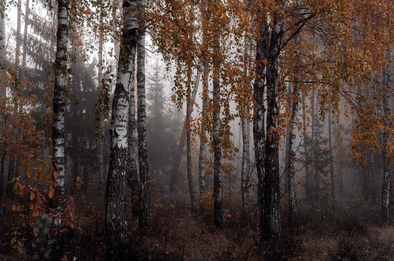 , Руслан Авдевич