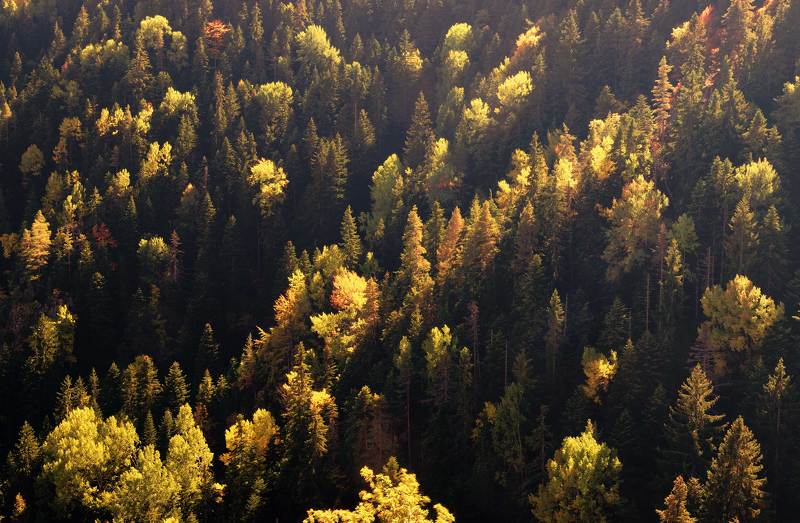 Abstract autumn view фото превью