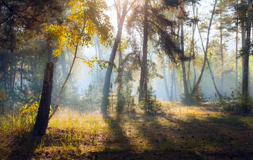 Всё холодней становится рассвет
