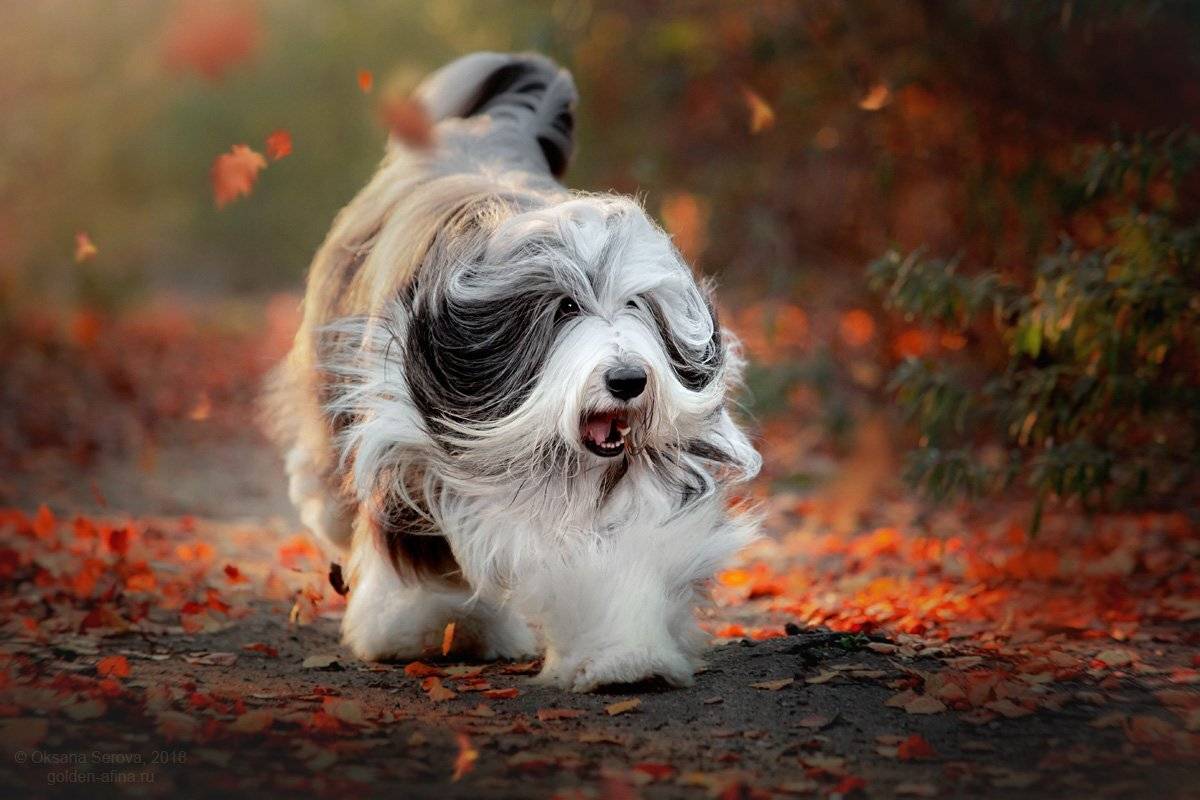 , Оксана Серова