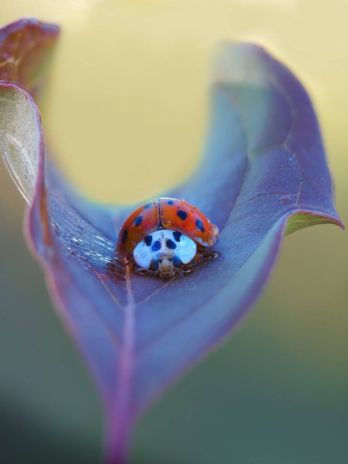 macro,макро, Евгений Лукашук