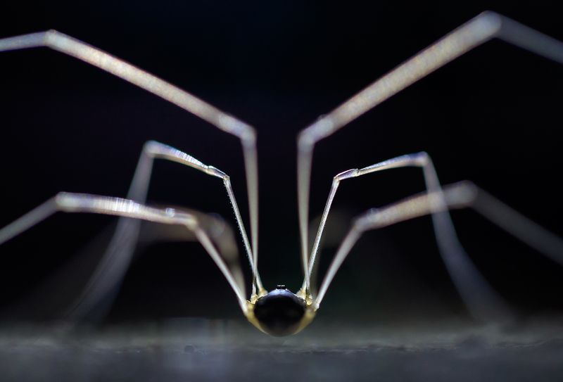 косиножка Ноги от ушей фото превью