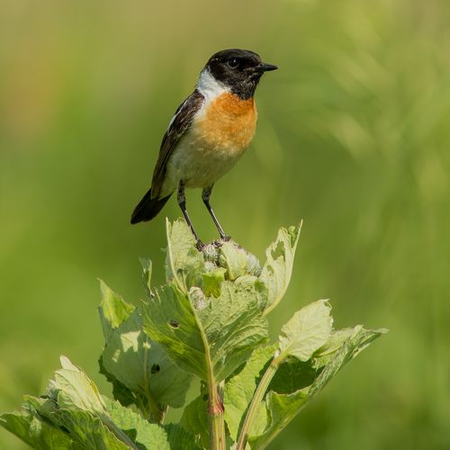 Семья чеканов