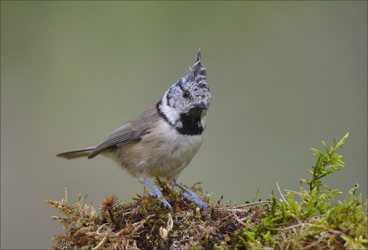 гренадёрка, Андрей Медведев