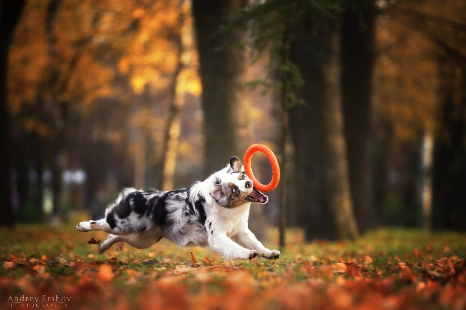 , Андрей Ершов