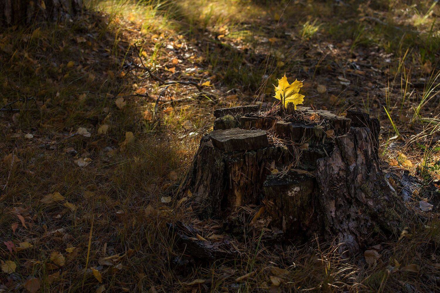 орск оренбургская обл. качурин новотроицк южный урал бузулукский бор, Качурин Алексей