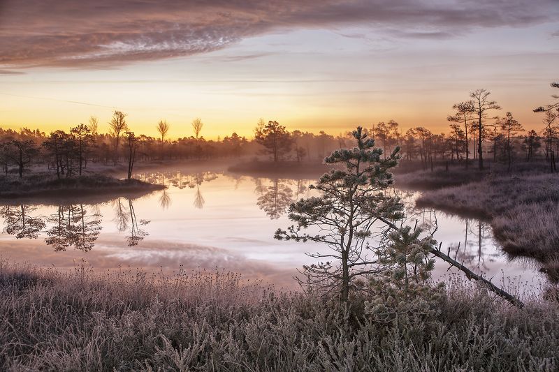 болото снег утро Kemeri фото превью