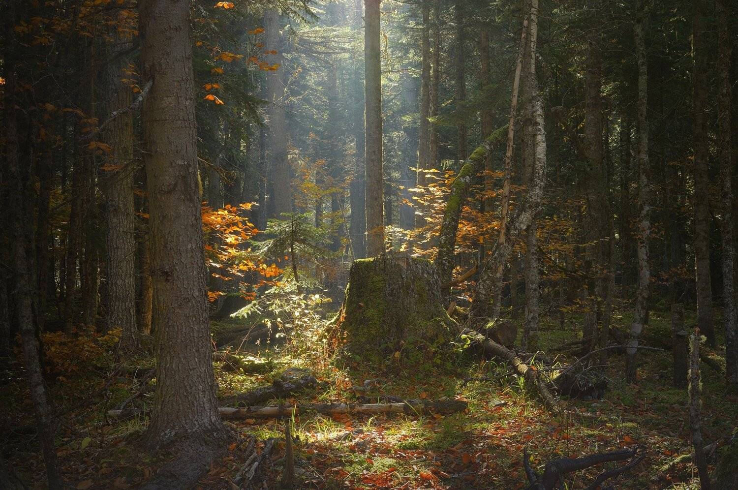 осень лес деревья листья, Александр Жарников