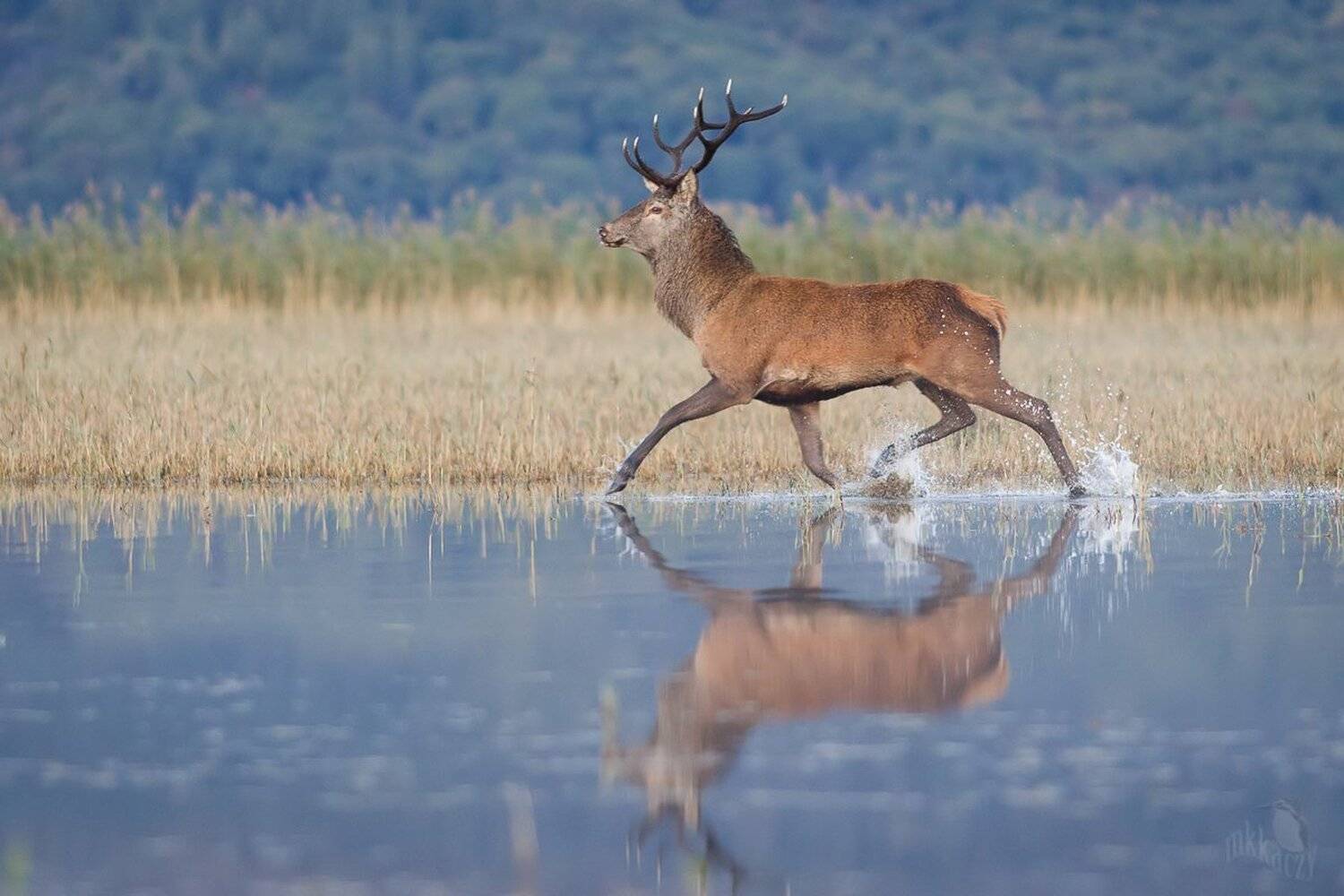 mkkaczy, Marcin Kaczmarkiewicz