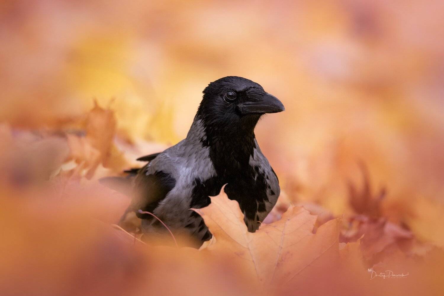 природа, лес, животные, птицы, Дмитрий Посевич