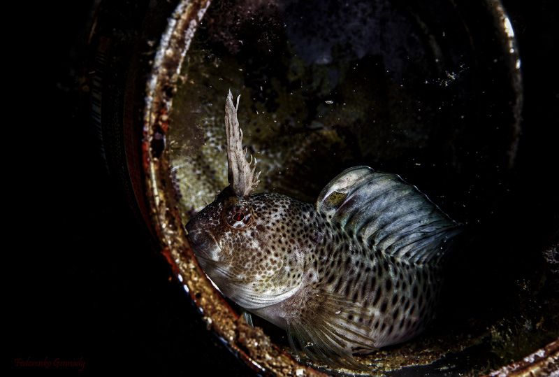 Рыбка в банке на моем окне. фото превью