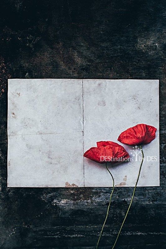 Poppies фото превью