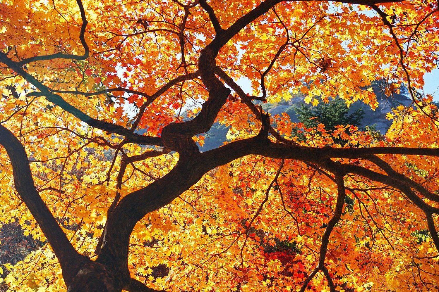 , Inkol Yu  유인걸