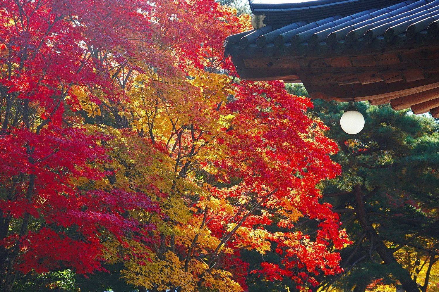 , Inkol Yu  유인걸