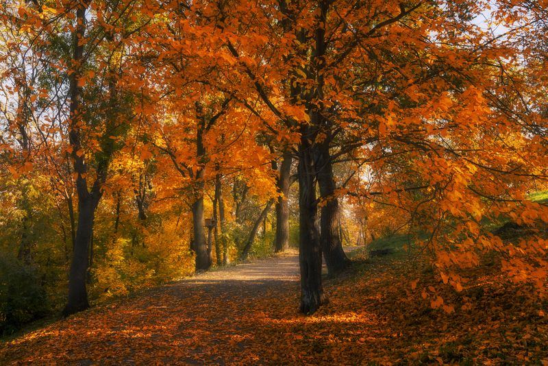 парк, ботанический, осень, октябрь Великолепие октябрьских аллей фото превью