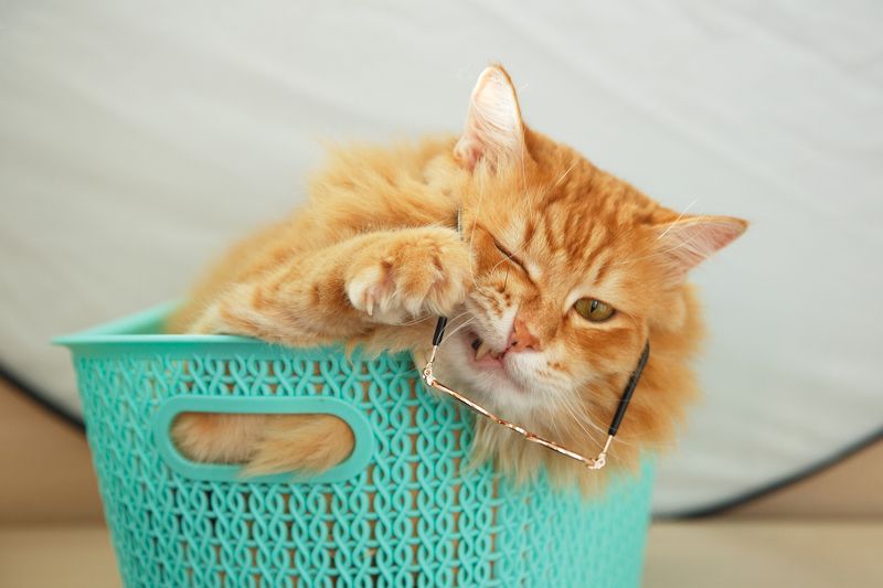 Рыжик фото превью