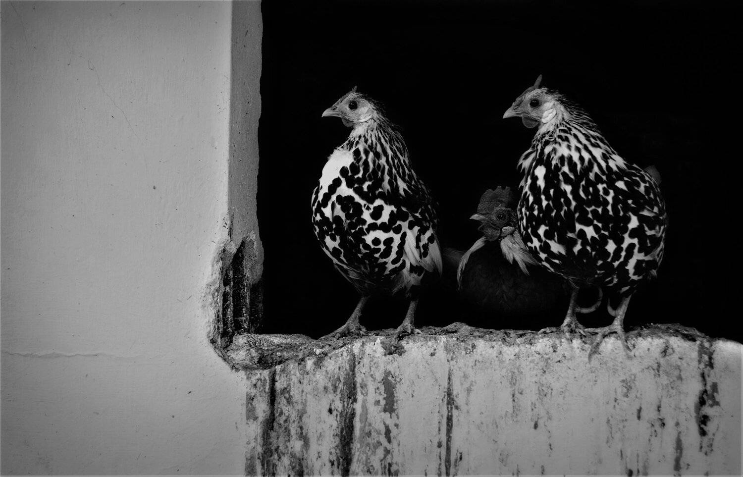twilight, hen, cock, animal, b&w, курица, петух, Teodora Sarbinska