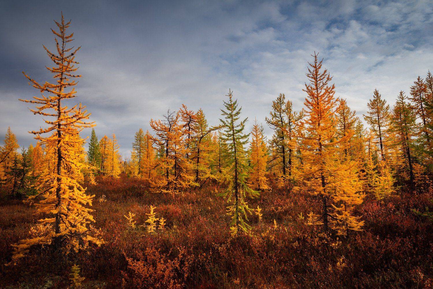 , Евгений Кужилев