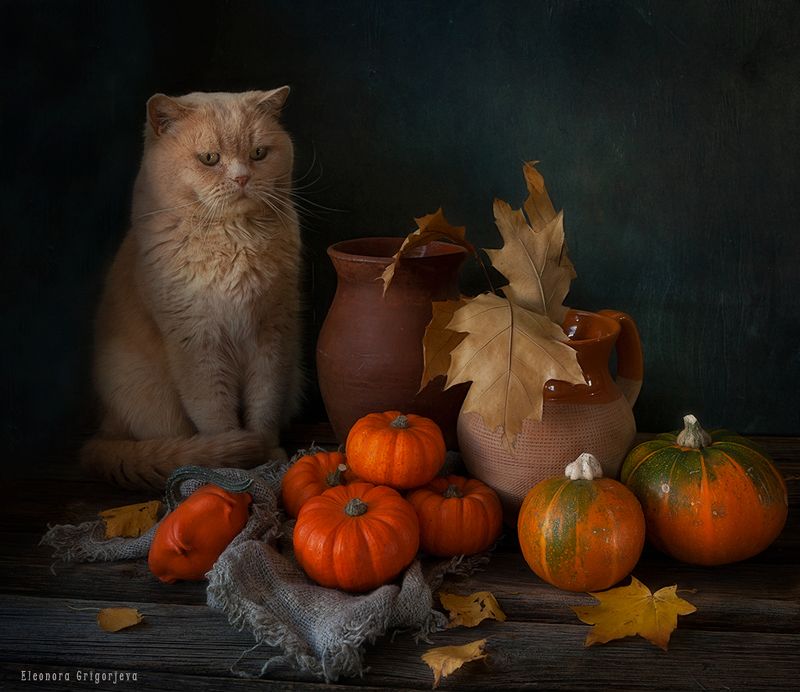 Кот и осень фото превью
