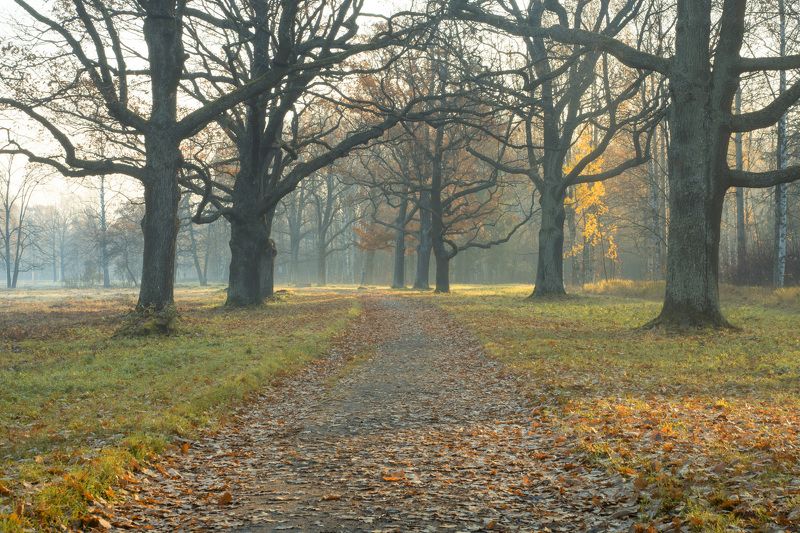 Утро в Баболовском парке фото превью