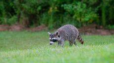 Raccoon - Енот-полоскун