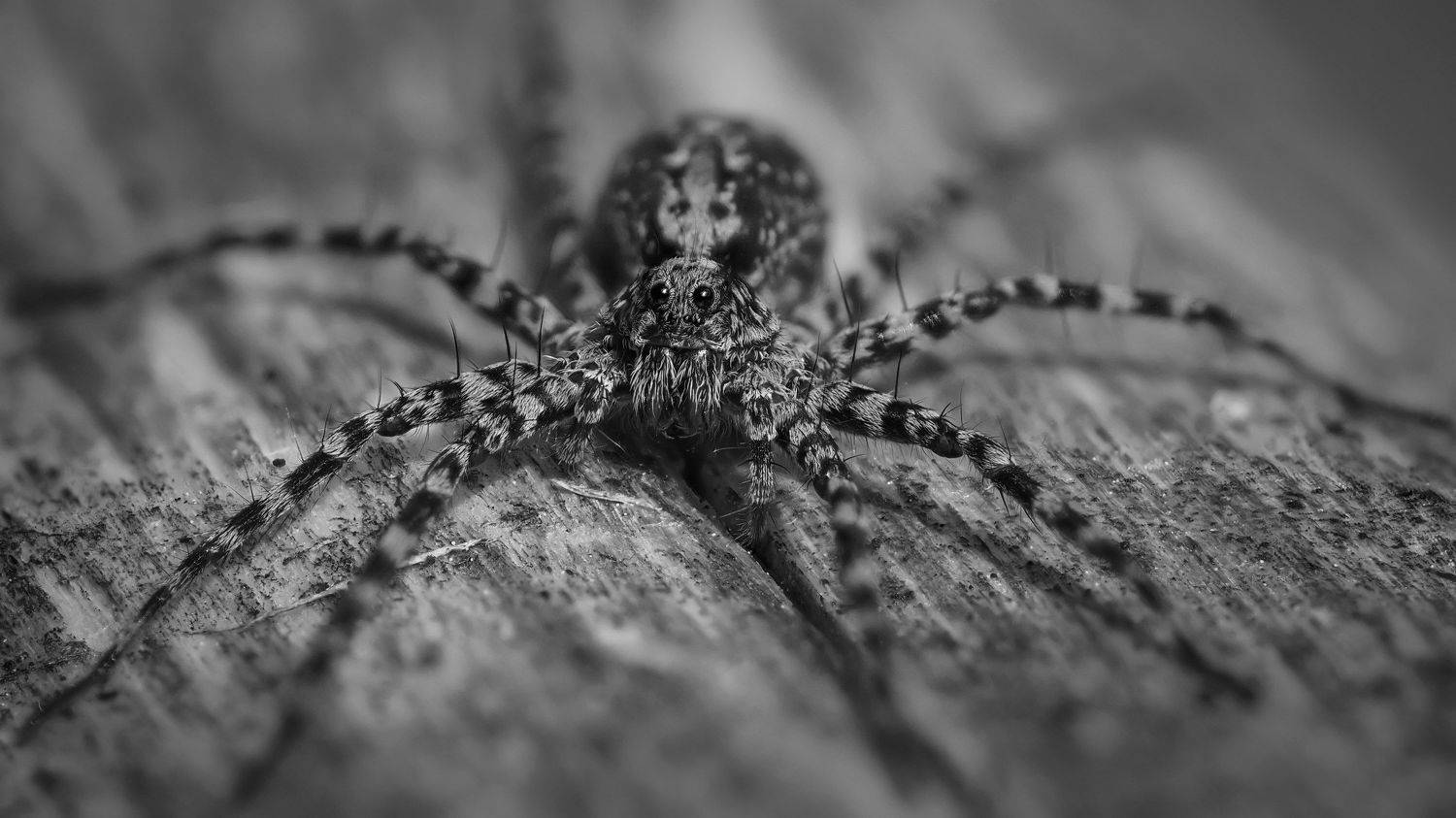 , Евгения Муравская