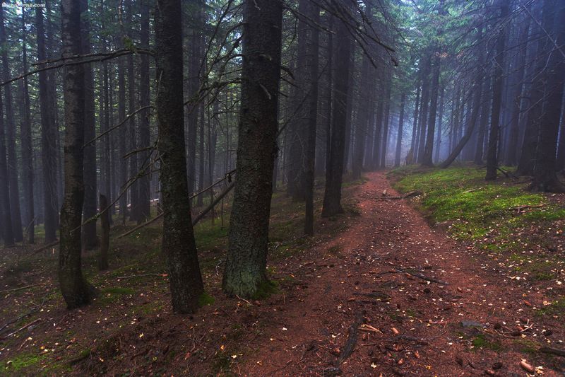 Autumn forest.. фото превью