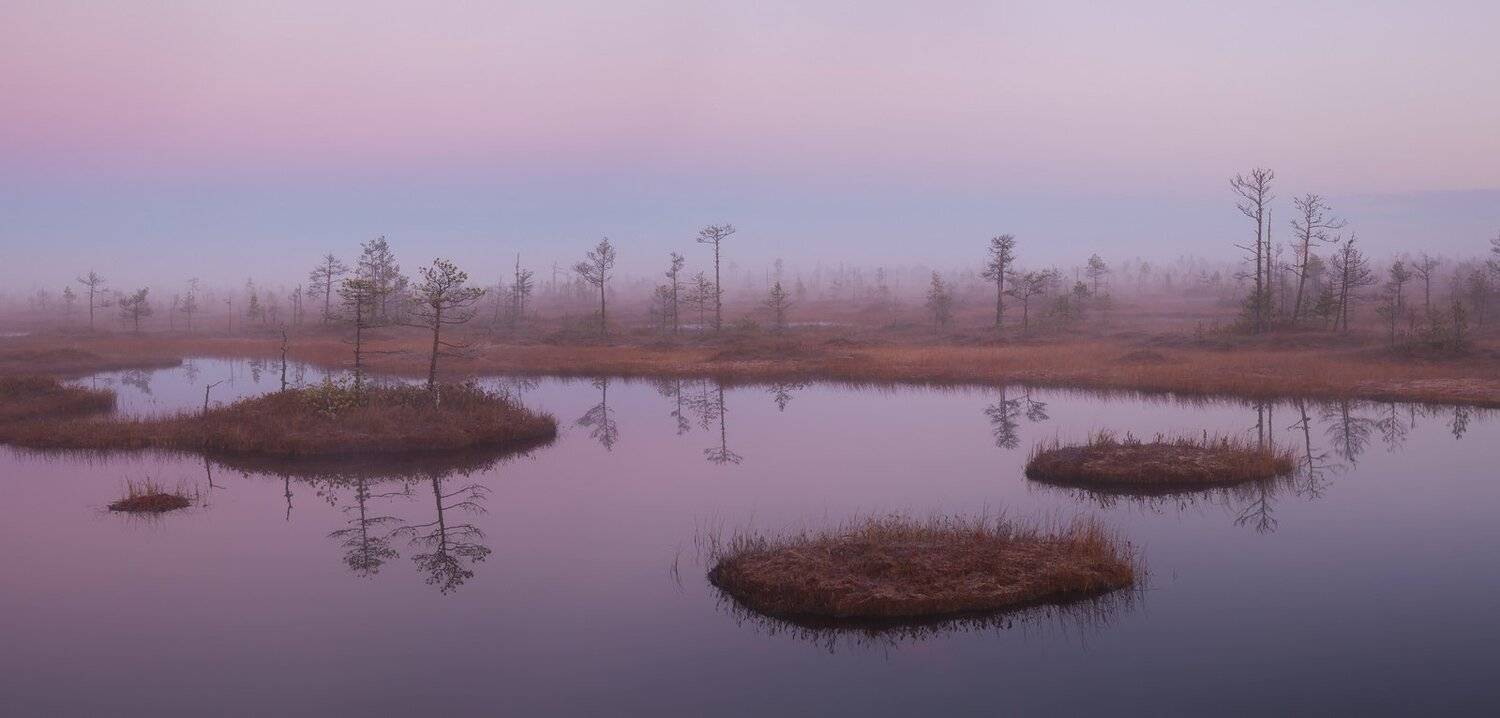 природа ленинградской области, ленобласть, болото, соколий мох, болотный тур, Арсений Кашкаров