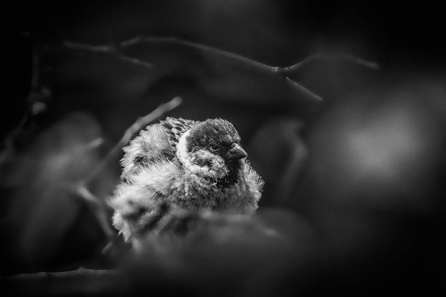 moment, момент, beautiful, красивый, nature, природа, black and white, чернобелая, monochrome, монохром, monoart, bw, canon 55-250, bird, птица, sparrow, воробей, fluffy, пушистый,, Наталья Терентьева