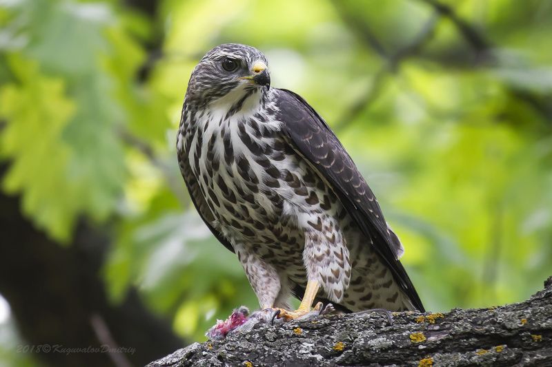 Тювик европейский фото превью