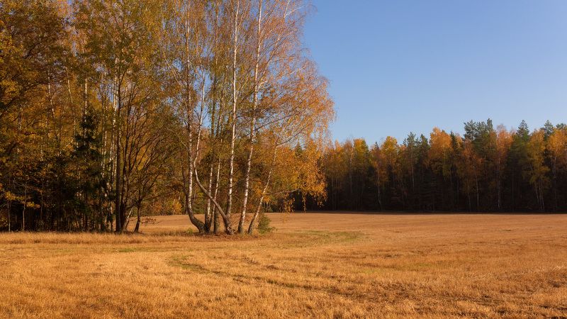 Рыжая осень фото превью