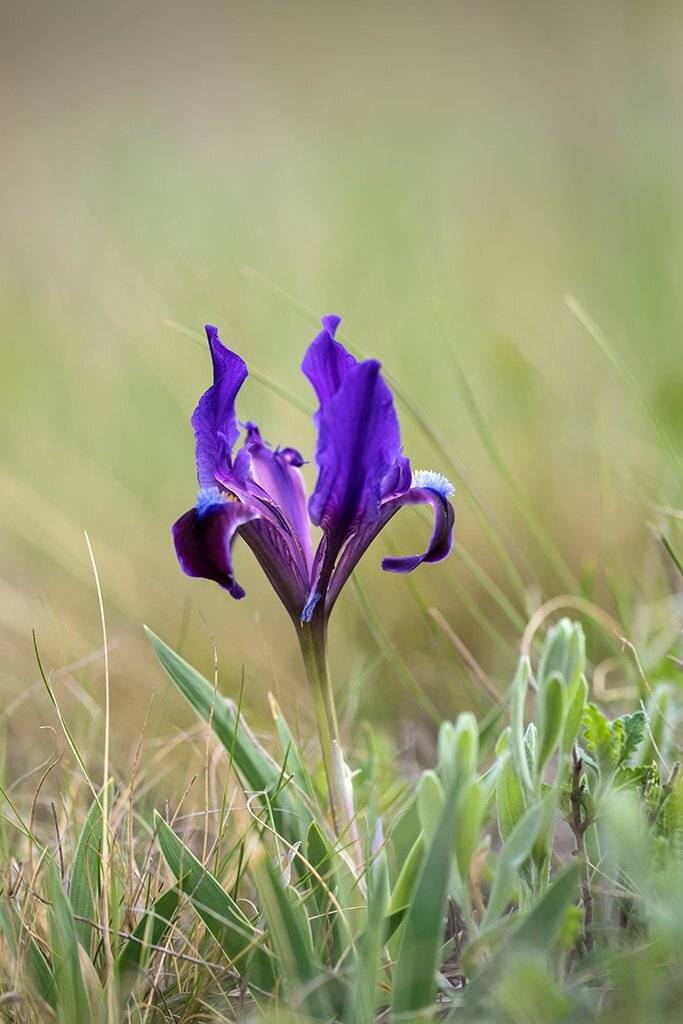 природа, макро, растения, цветы, ирис, карликовый ирис , Александр Земляной