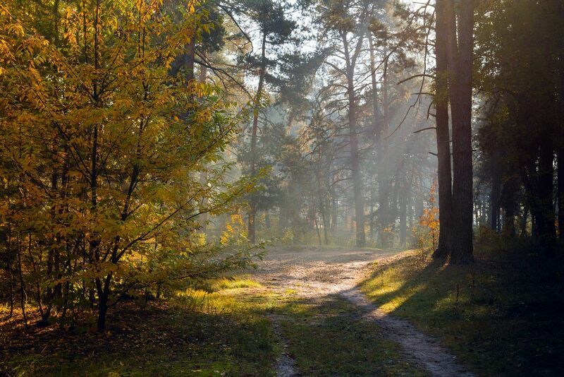 Ясно утро тихо. Ясным утром на тихом пруде резво ласточки реют кругом. Фет теплый ветер тихо веет. Лето. Ясным утром на тихом пруде резво ласточки реют.