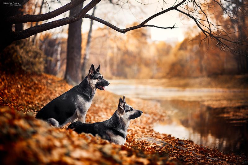 собака, природа, овчарка, лес, осень, пруд Сестры фото превью